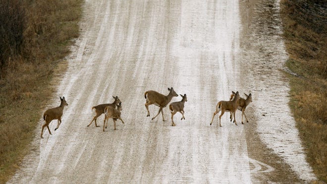 A herd of deer cross a snow-covered gravel road near Prairie City, Iowa, in 2011. Long the bane of gardeners and unwary motorists, soaring deer populations are also nuisances for airports and threats to pilots, especially at this time of year, according to aviation and wildlife experts.