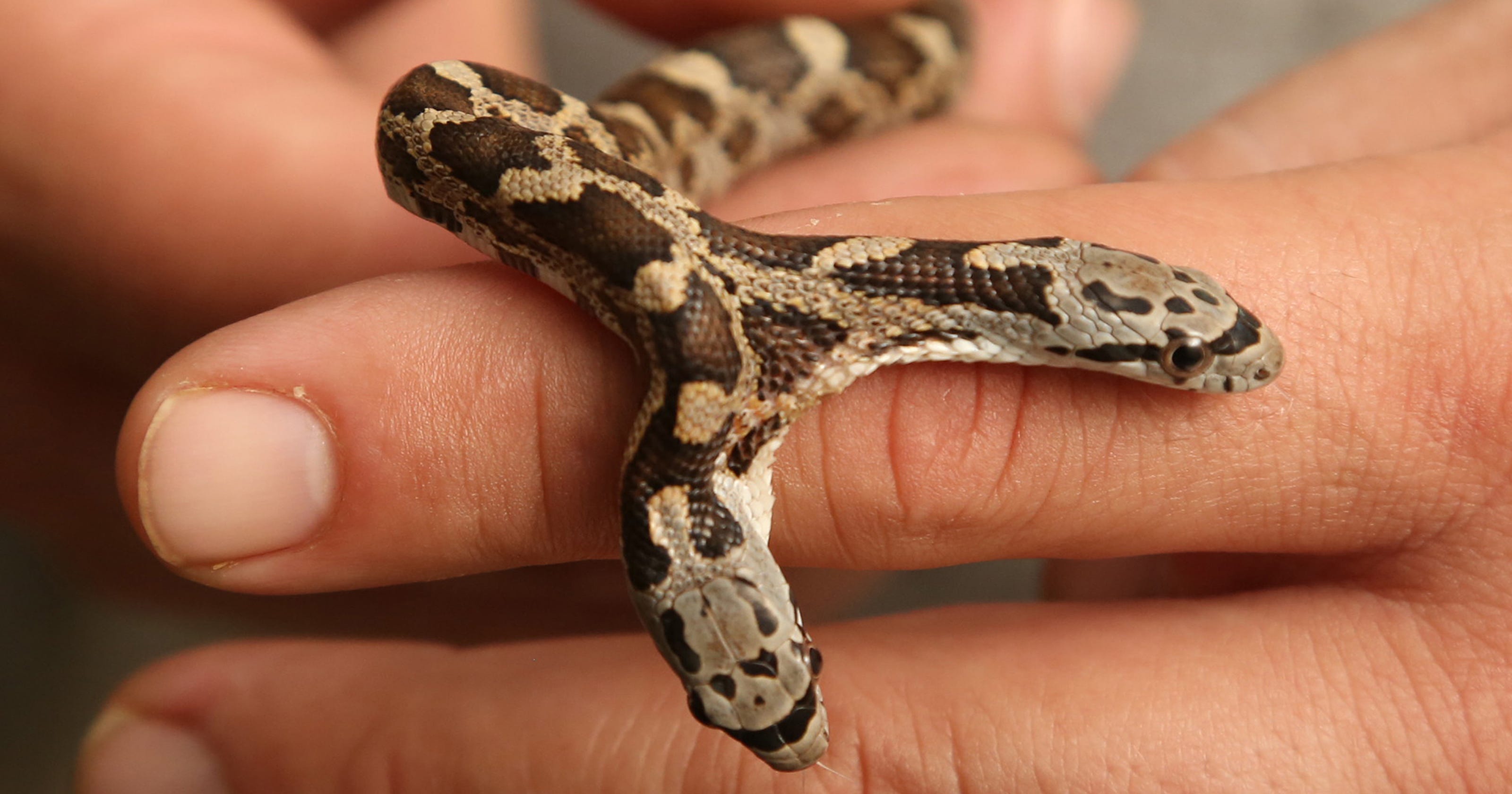 Rare twoheaded snake found in Texas yard
