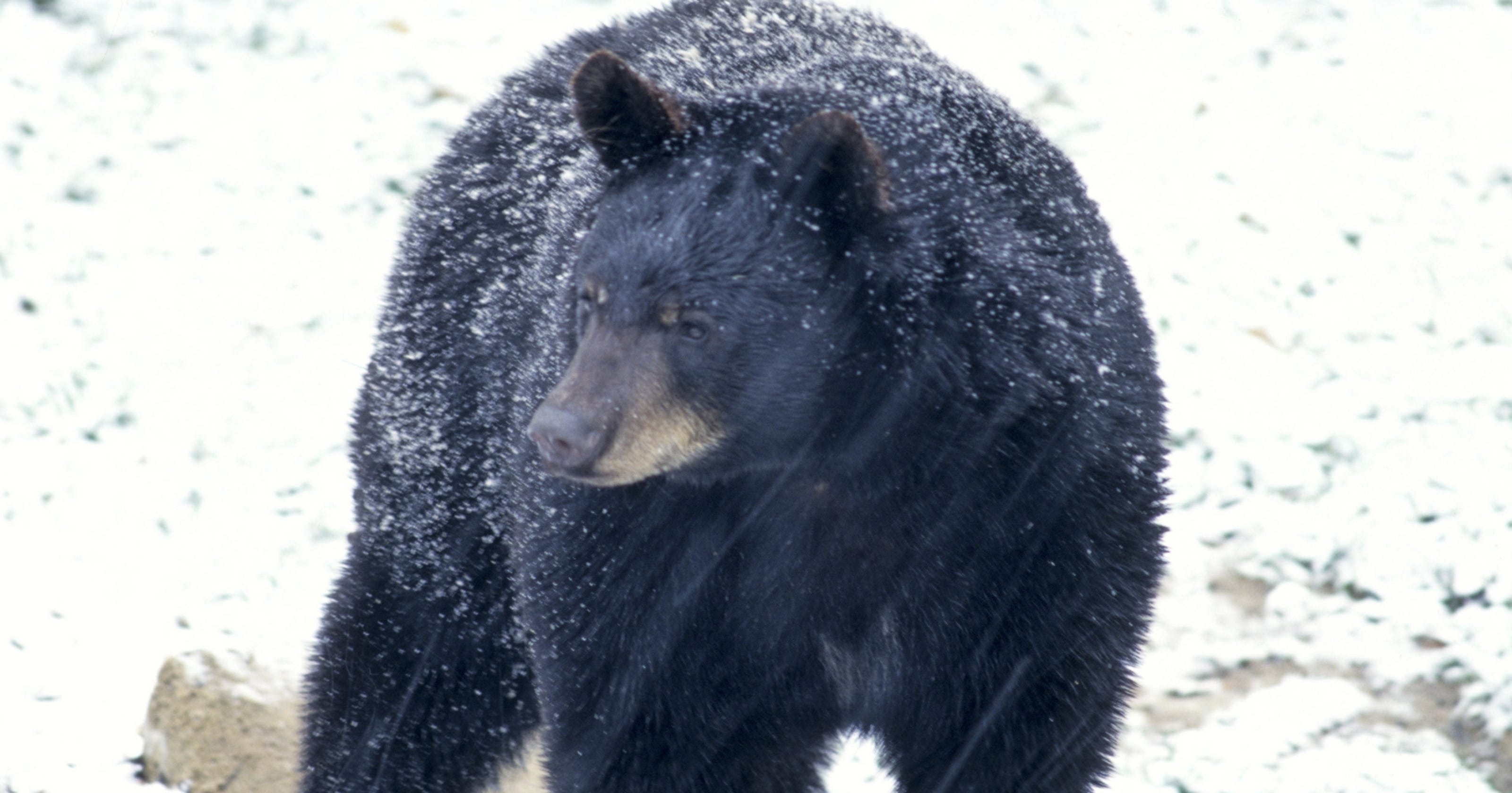 Record Ky. bear hunt season exceeds quota