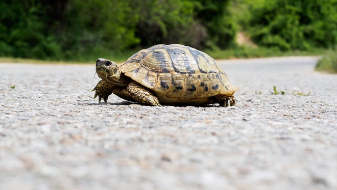 If you come across a turtle in the road while driving, the turtle may benefit from a helping hand.