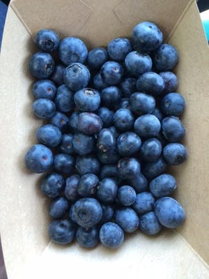 Blueberries freshly picked at Blue Sky Farm in Jefferson County.
