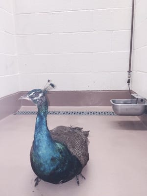 Peafowl were trapped at a Palm Desert home Tuesday. They've been wandering around a neighborhood for months, animal officials say.