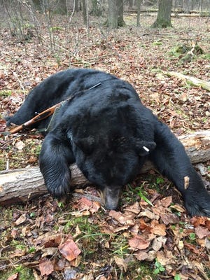This 685 pound bear was killed in 2015 in Letterkenny Township and was the second largest harvested in Pennsylvania on the first day of bear season. The 2017 opening day was not as spectacular.