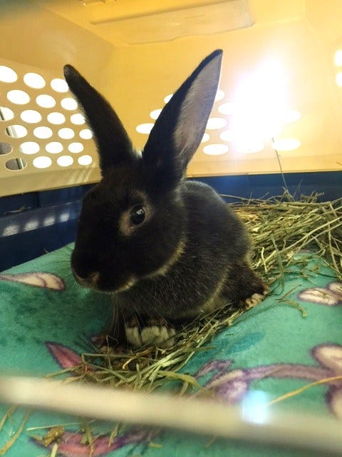 video of rabbit abuse sets local rescue