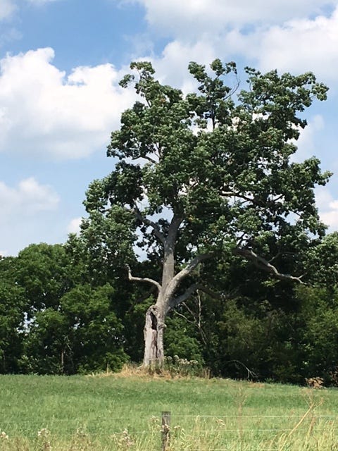This might be the last photograph of the "Shawshank" tree still standing, taken on Thursday by Shawshank fan Marge Shoemaker of Texas.