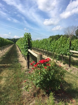 Seeding The Vines New Jersey To Provide Assistance To Wineries Liquor Law Blog Liquor Law Blog