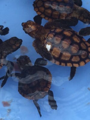 Residents and visitors are asked to turn out their lights at night to prevent turtle mothers and hatchlings, such as these, from getting confused and wandering in the wrong direction.
