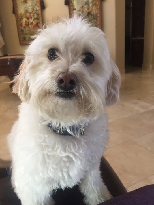 Family Finds Dog Dead Hanging In Mobile Pet Grooming Van