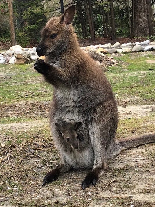 First wallaby born at the Salisbury Zoo