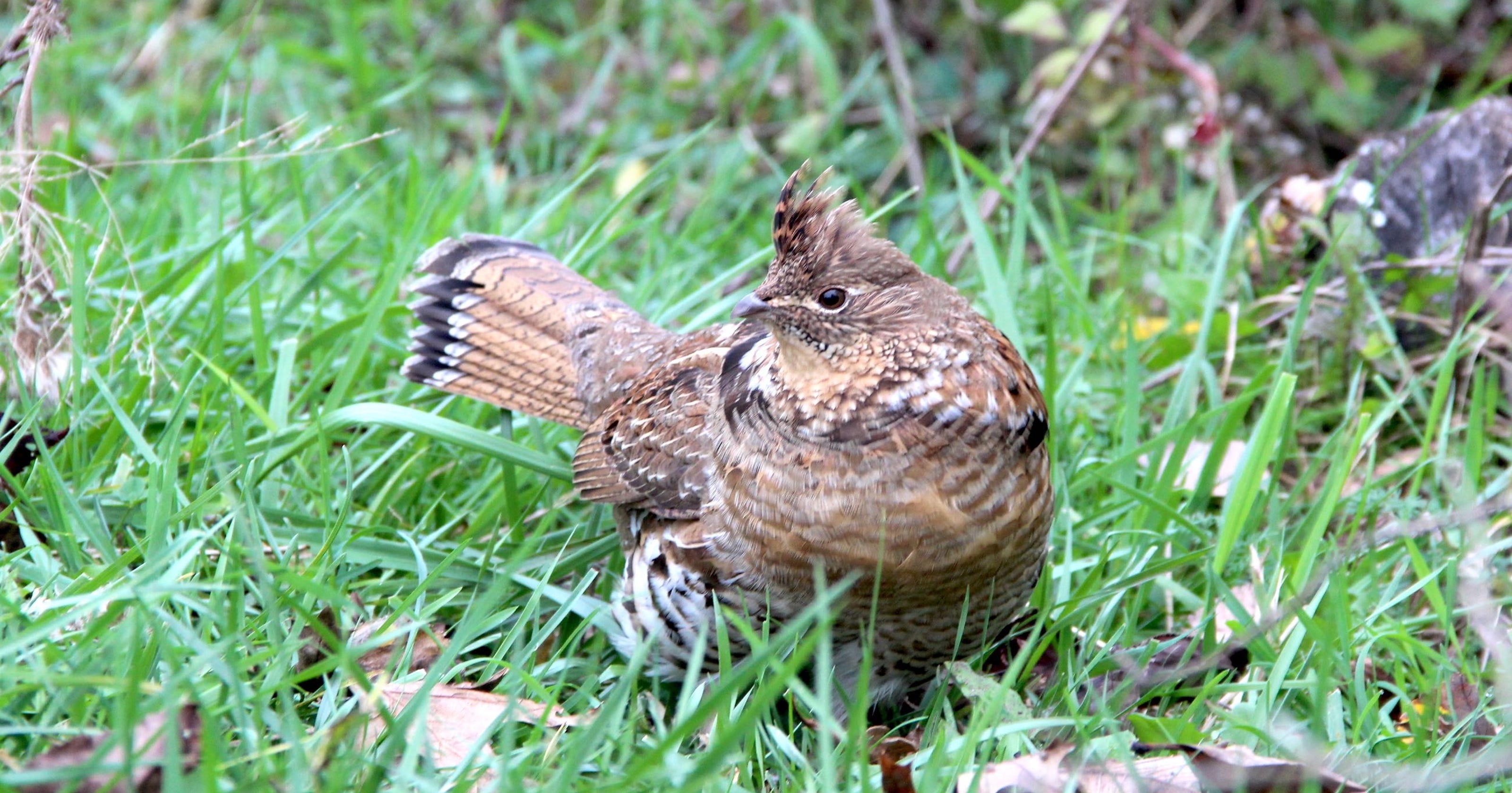 Ruffed grouse profile rises with West Nile, debate about season