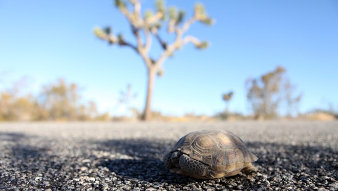 A desert tortoise hides in its shell on Loop Road in Joshua Tree National Park.