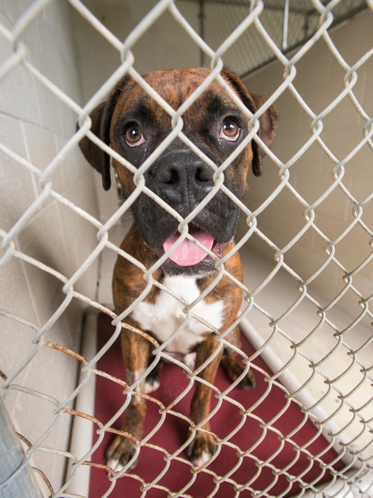 Pensacola's Animal Allies hosts mega adoption event at fairgrounds