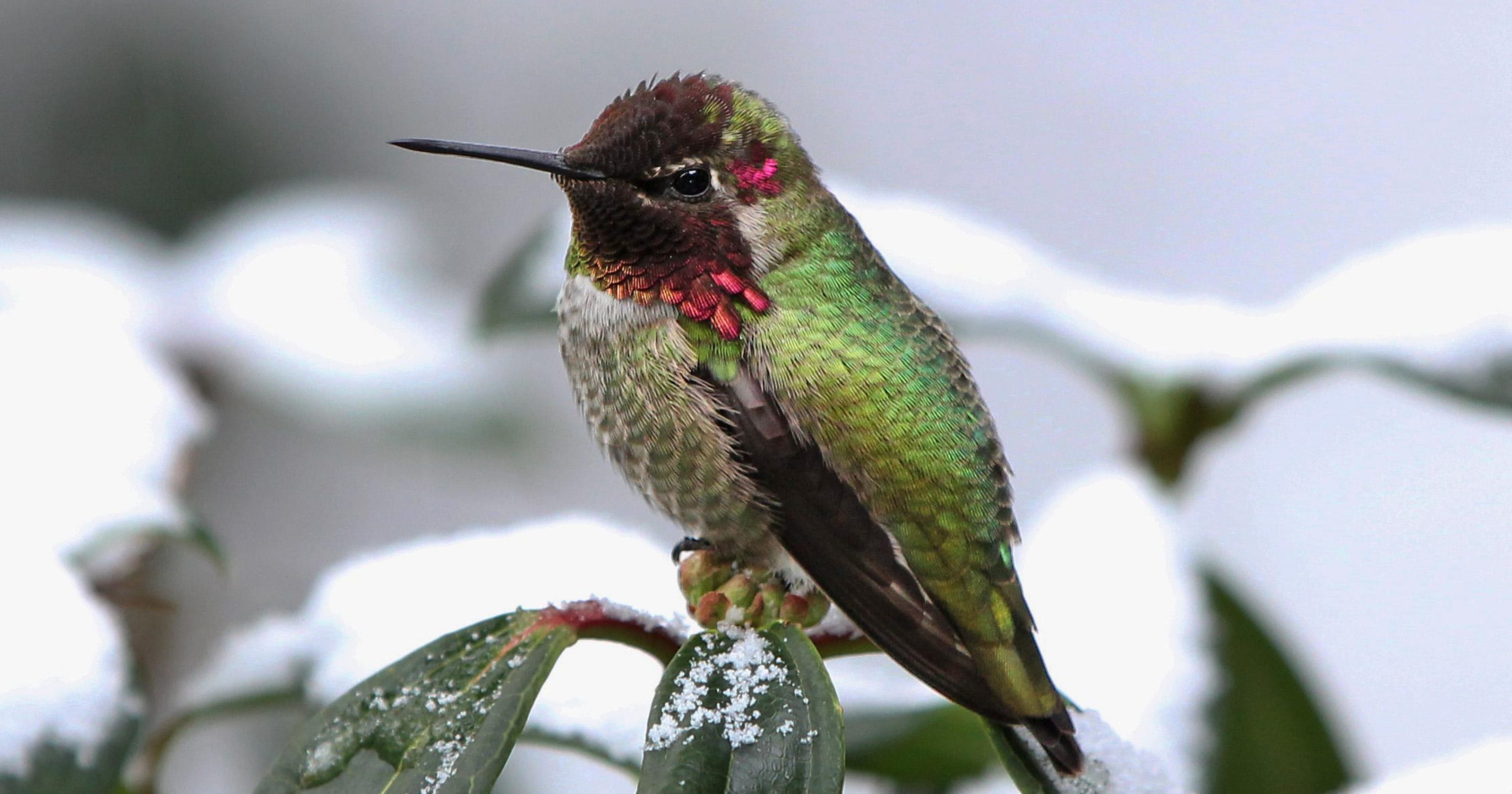 Keep hummingbirds fed during winter
