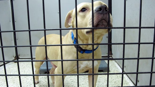 In this photo taken Aug. 26, 2014,  a dog seized during the second-largest dog fighting bust in U.S. history sits in a pen at a kennel in Jacksonville, Fla. Police detectives and prosecutors around the U.S. say that despite being banned in all 50 states, the ancient blood sport of dogfighting is thriving in the underground, with hundreds of thousands of dollars at stake on big matches. The spotlight of NFL star Michael Vick’s 2007 case helped create more interest from police and federal investigators: the three largest dogfighting busts in U.S. history have occurred since 2009. But state laws still require no minimum mandatory jail time, so while arrests and convictions can be disruptive to dogfighting rings for a short while, the practice continues to flourish. (AP Photo/Jason Dearen)