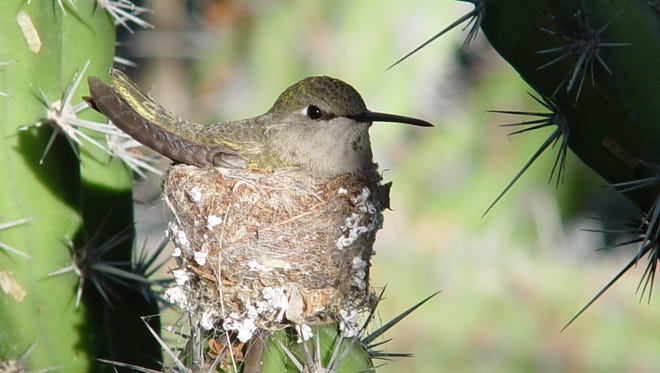 Hummingbirds nest where there are flowers, water and safe nesting.