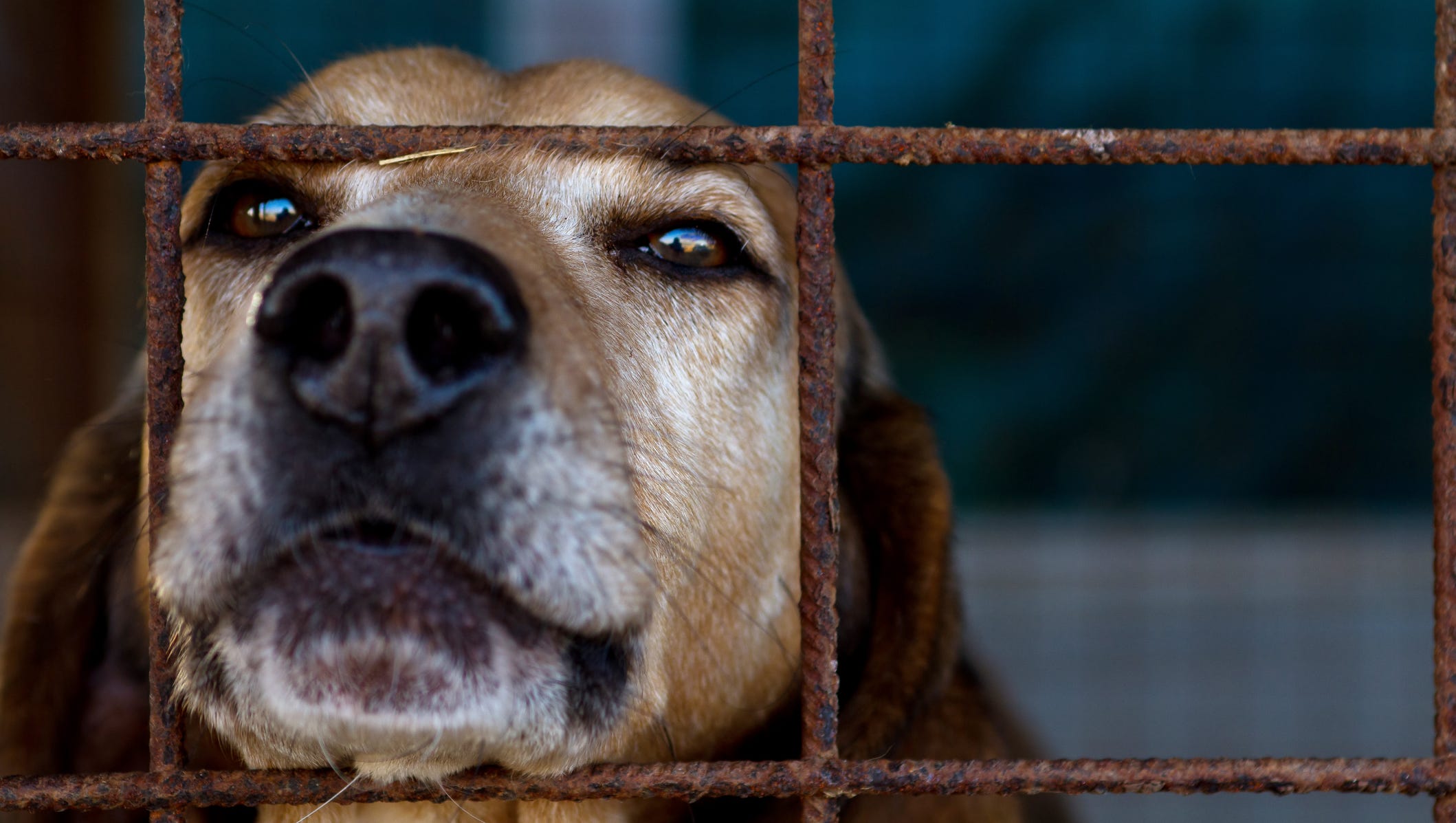 Perry County dog warden terminated Perry County dog warden terminated