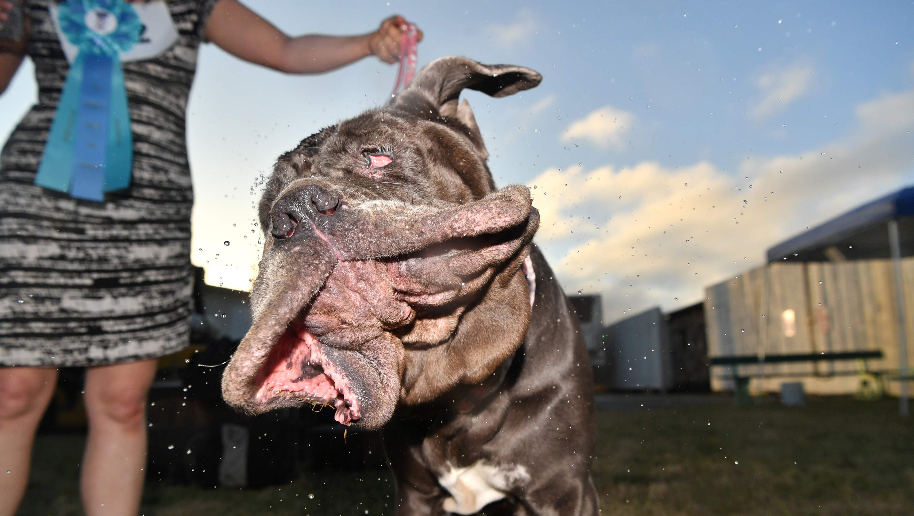 World s Ugliest Dog Contest 2017 Neapolitan Mastiff Martha Wins It