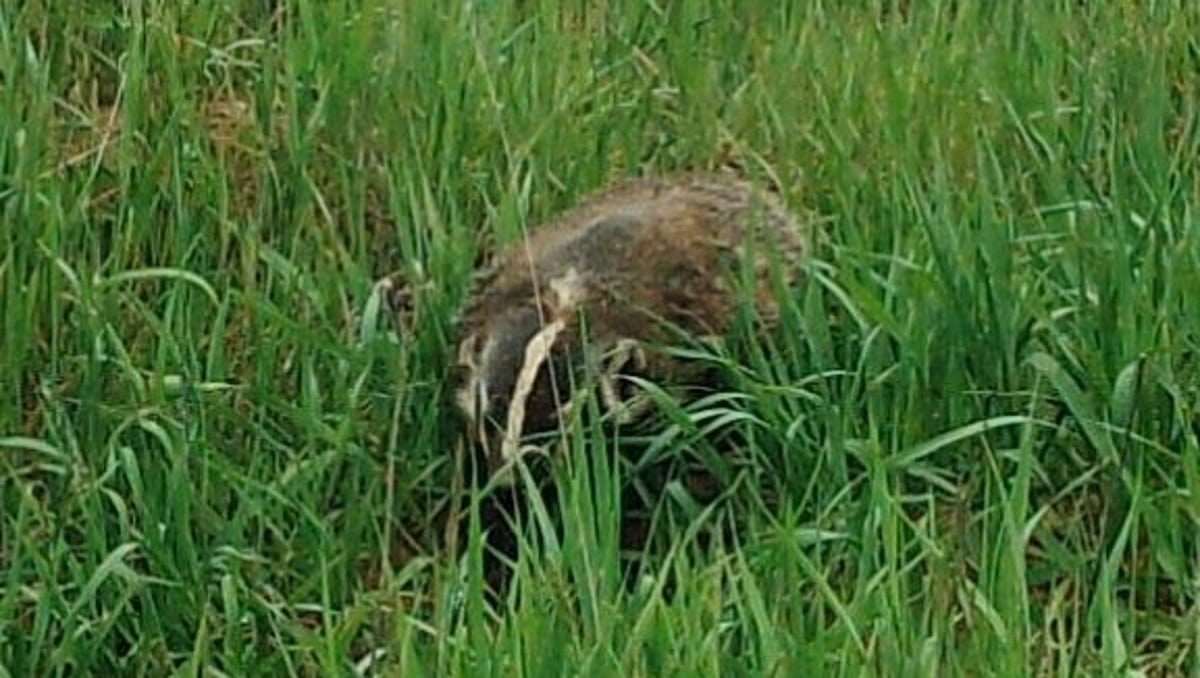 Smith Badgers Are Much Loved But Seldom Seen In Wisconsin But One Was Spotted Near Cedarburg Bog