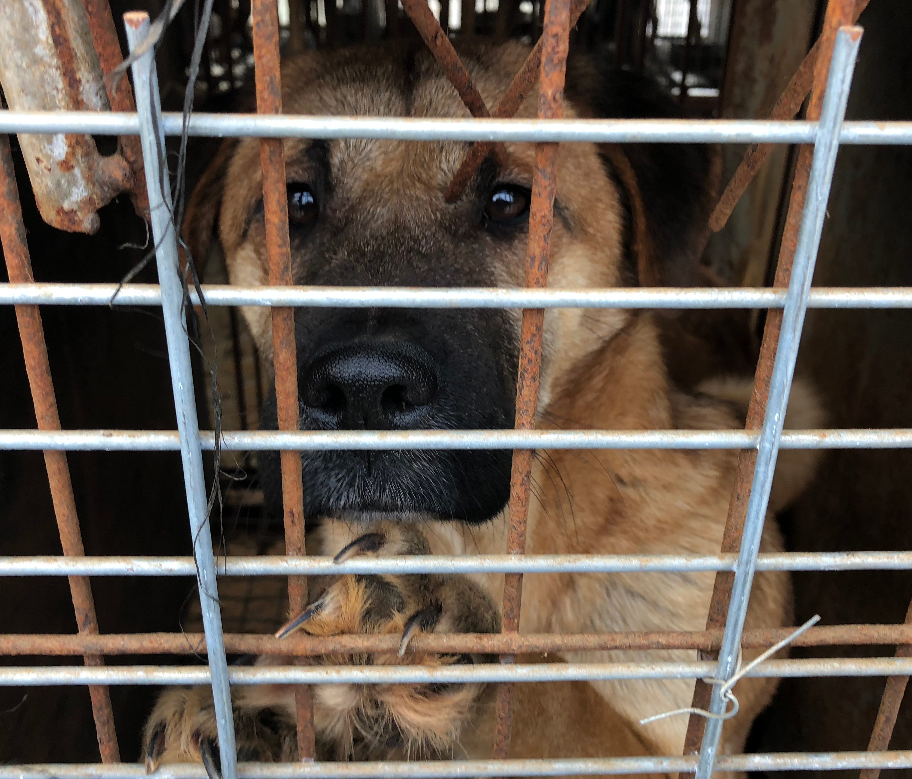 A dog looks out from a cage at a dog farm in South Korea.
