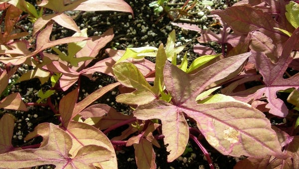A large pot planted with the ornamental sweet potato ‘Sweet Caroline’ (pictured) and accented with a small pumpkin or a few colorful ornamental gourds makes an interesting and seasonal decoration for front porches and patios. Tuck cool light sticks under the sweet potato vine foliage for a spooky glow on Halloween night.