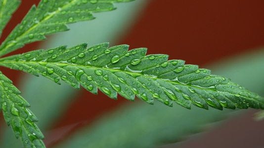 FILE: Marijuana leaf