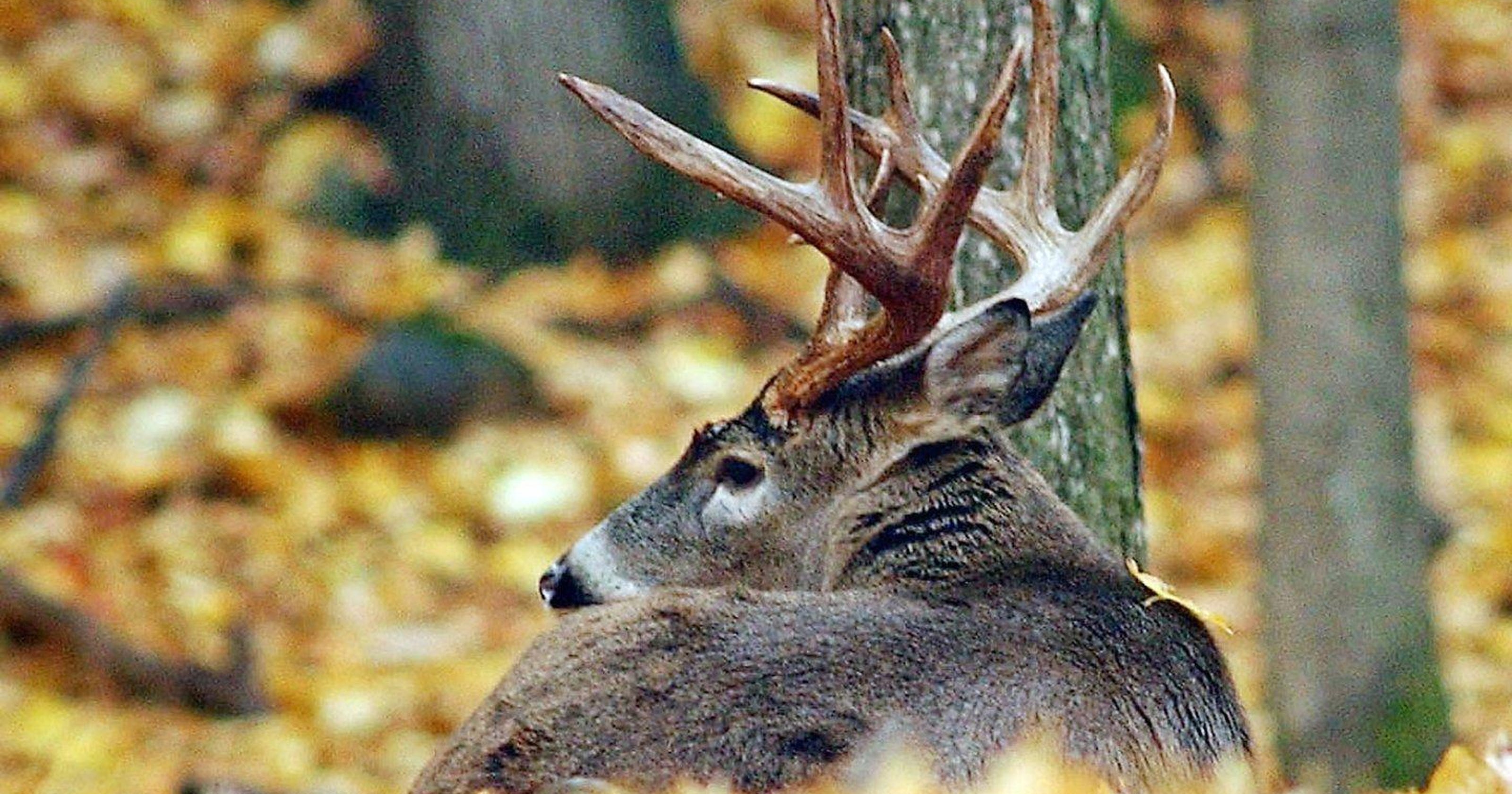 Fall is deer season in Michigan