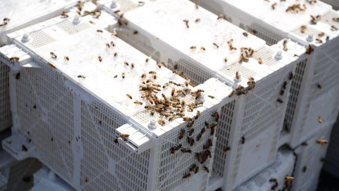 Bees swarm around packages off U.S. 250 as they are getting ready to be picked up by customers of Valley Bee Supply on Thursday, March 26, 2014.