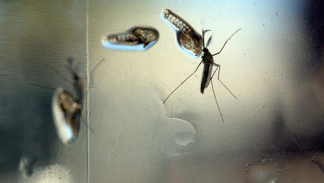 The Aedes aegypti mosquito is photographed in a lab at the Ministry of Health of El Salvador, in San Salvador, on February 7, 2016.  Health authorities continue thei