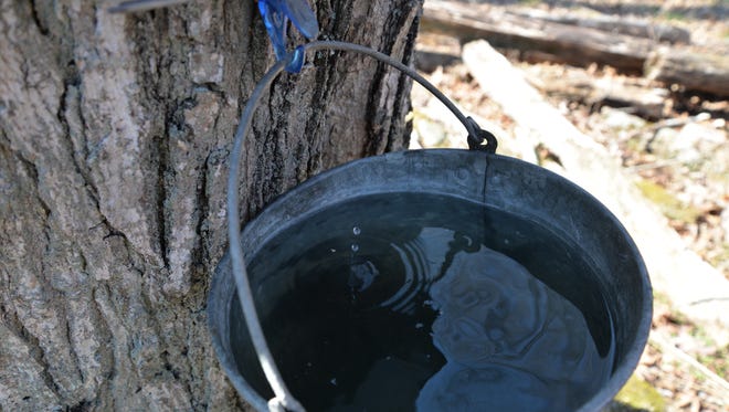 A drop of sugar water drops into a tin used to capture sugar water out of a maple tree at Back Creek Farms in Monterey.