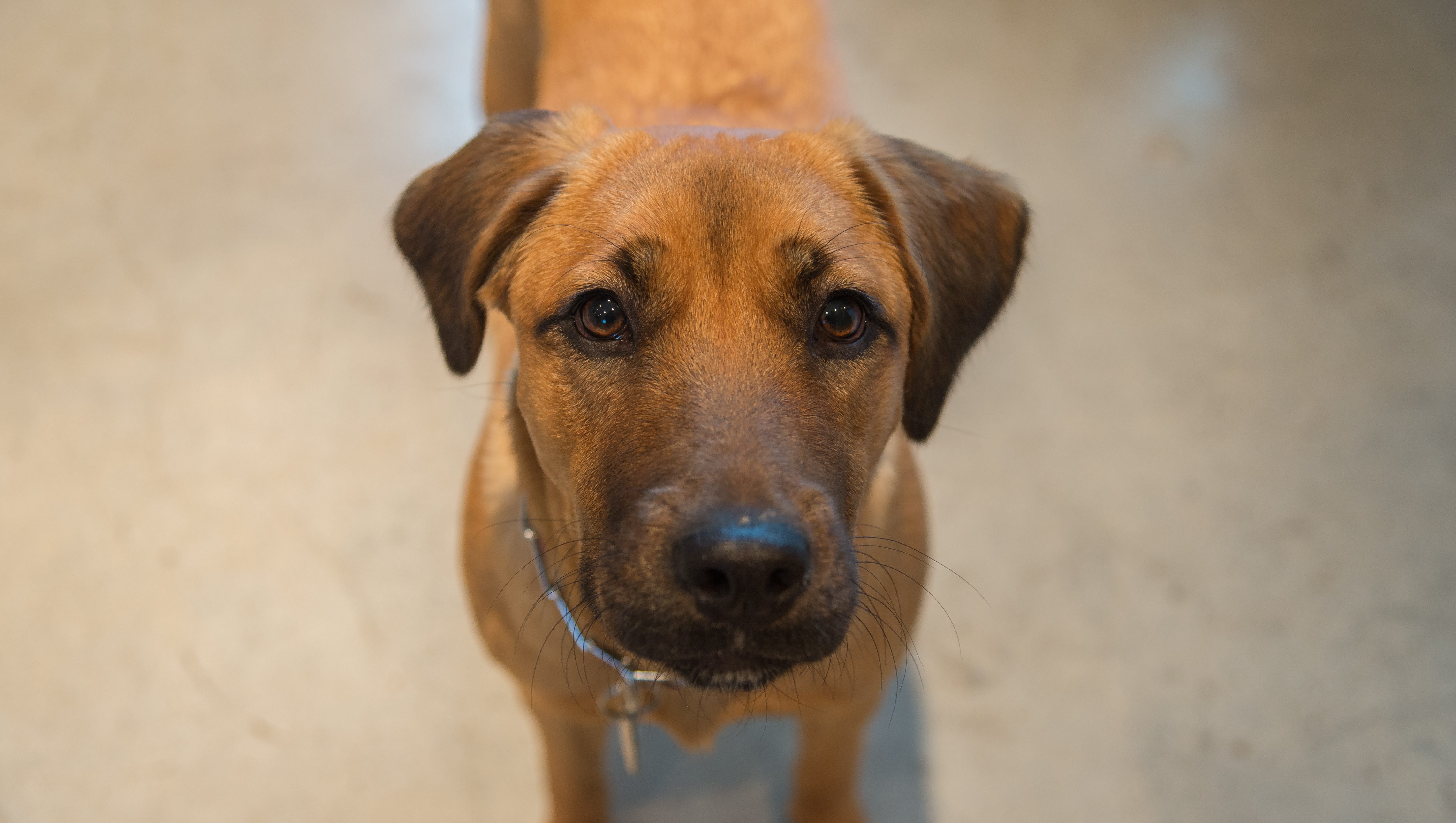 Adopt A Pet For Free This Weekend At Pennsylvania Spca In Lancaster