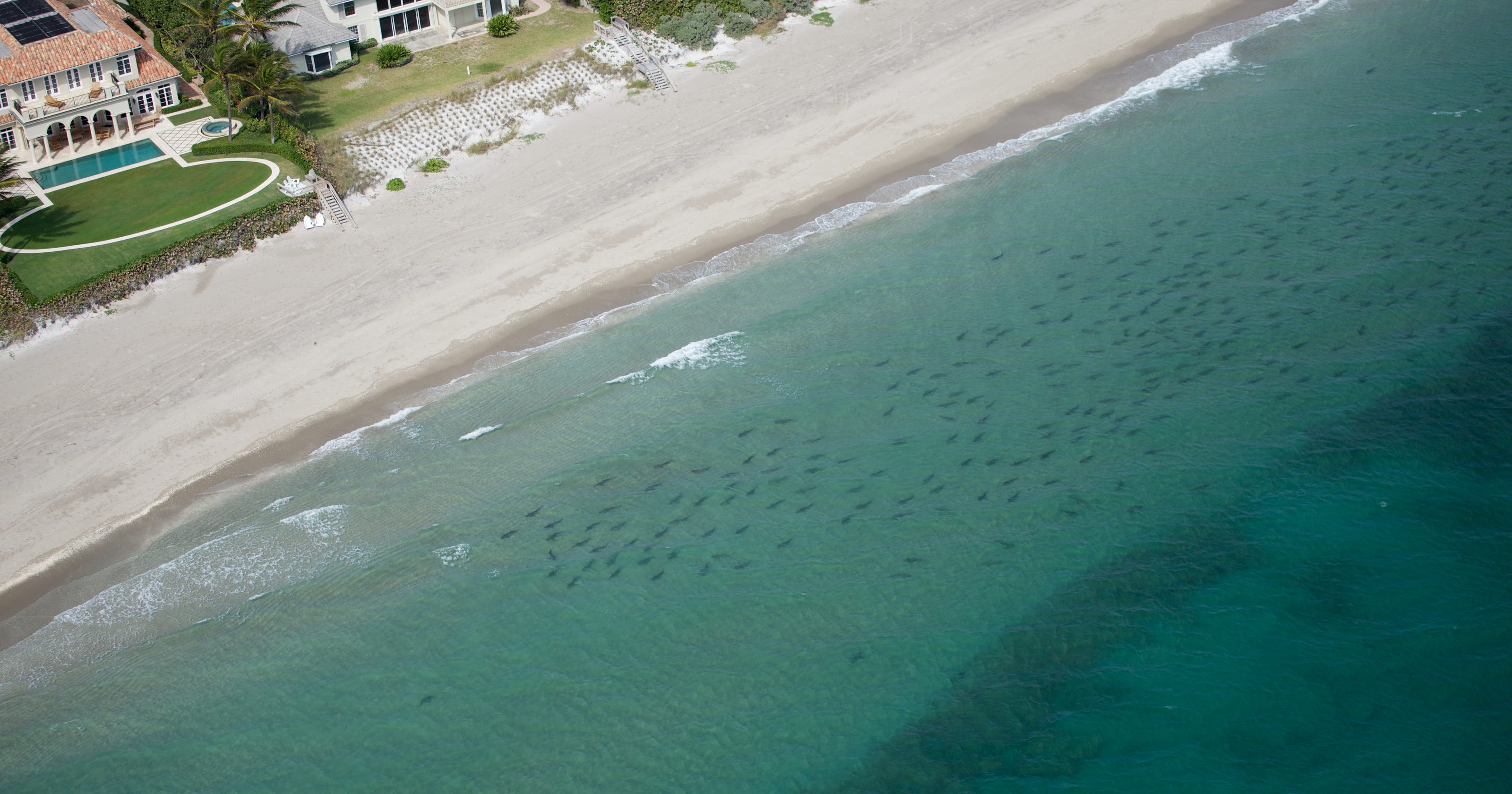 Blacktip shark migration plummets amazing video