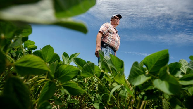 Farmer Dave Williams, a fifth generation farmer, stands amongst the 2300 acres of soybeans on his farm in Elsie, July 9, 2018. Williams is also president of the Michigan Soybean Administration Board.