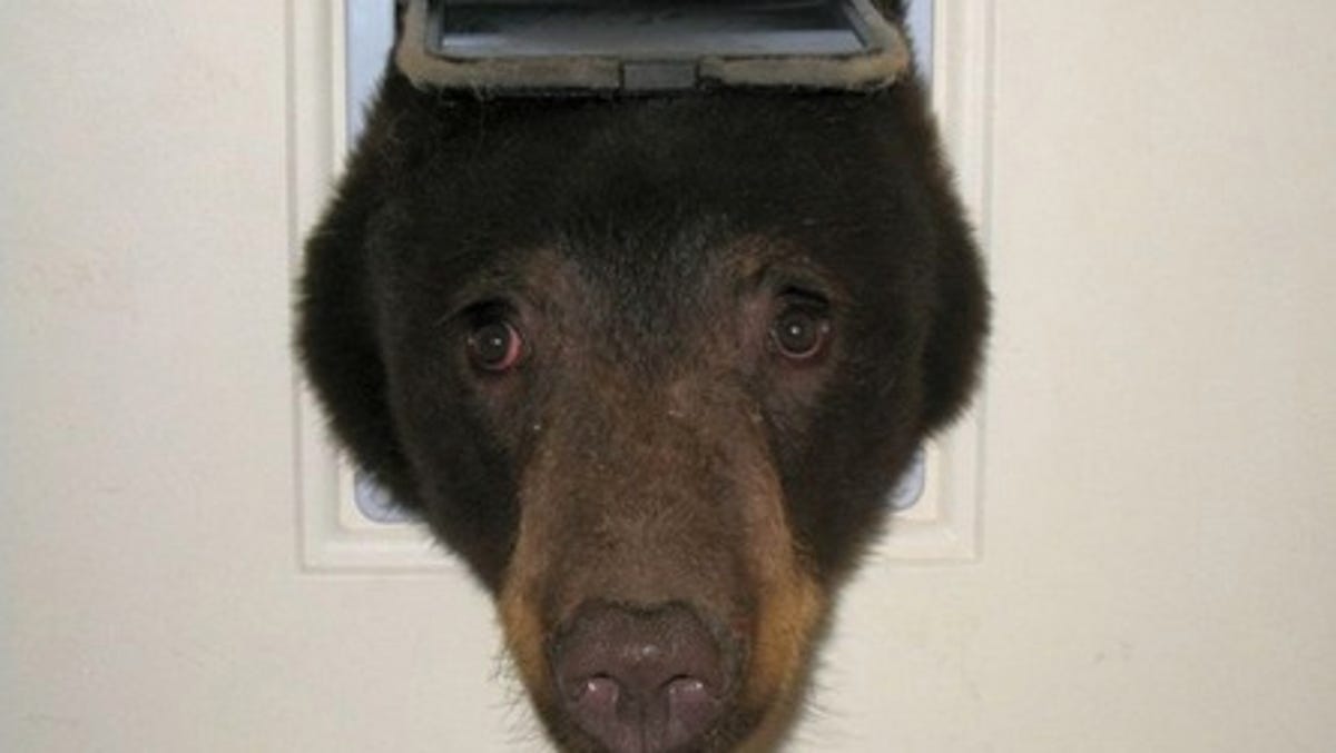 Black Bear Tries To Get Into Condo Through Cat Door