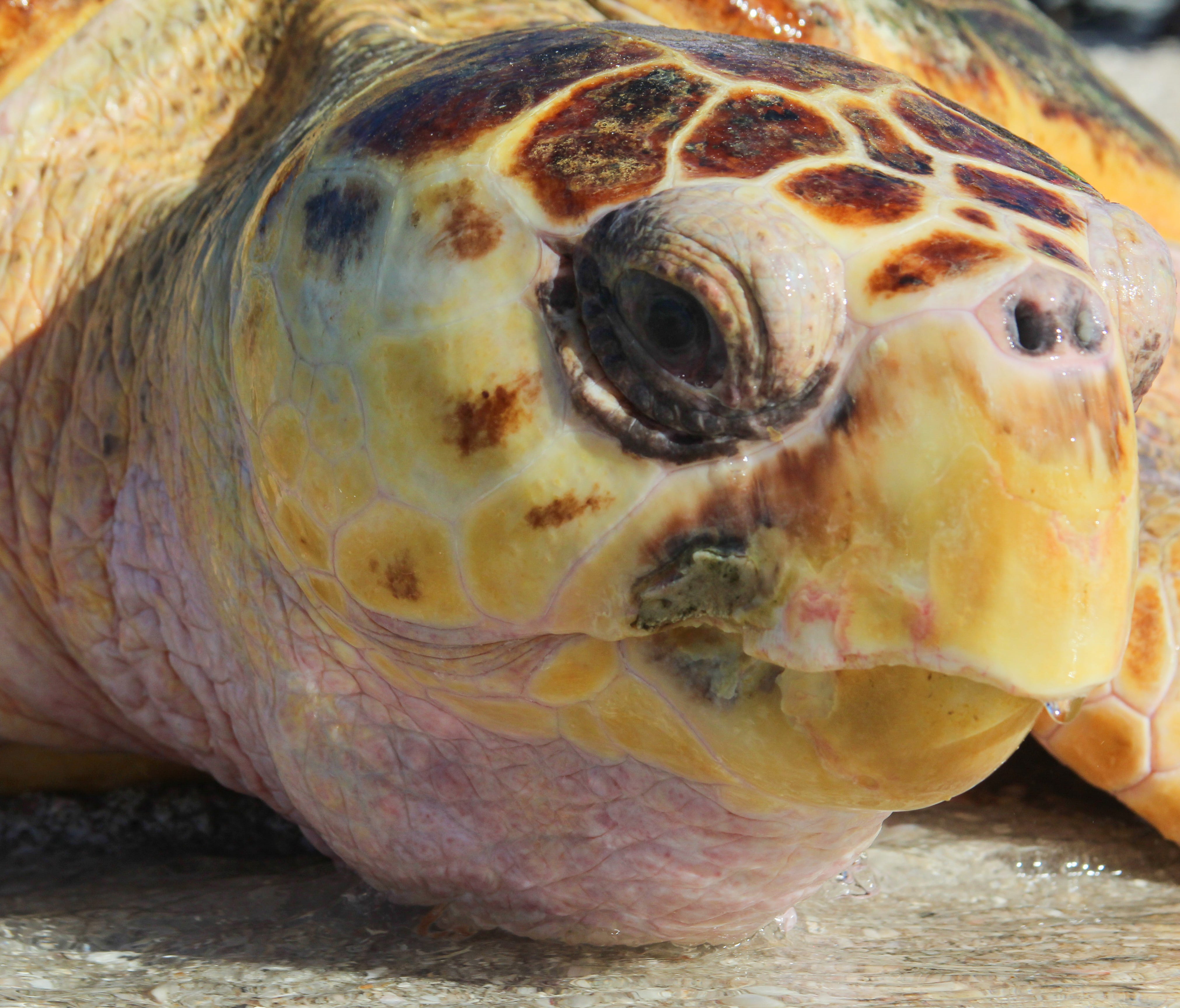 An adult loggerhead that was found stranded in Boca Grand, Fla., is released back into the wild after rehabilitation at Mote Marine Laboratory's Sea Turtle Rehabilitation Hospital.