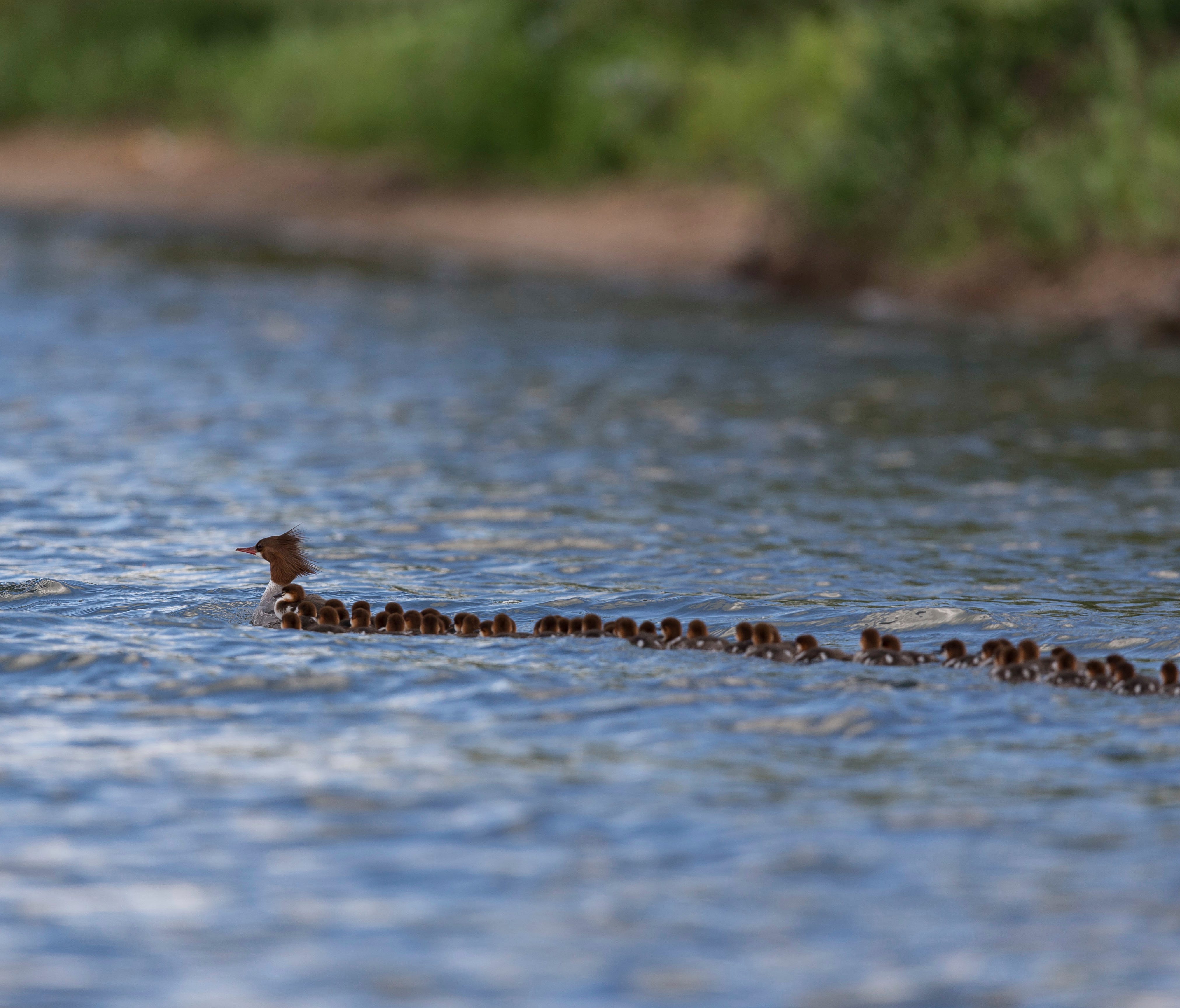 A June 27 photo provided by Brent Cizek shows a common merganser and a large group of ducklings following her, on Lake Bemidji in Bemidji, Minnesota.