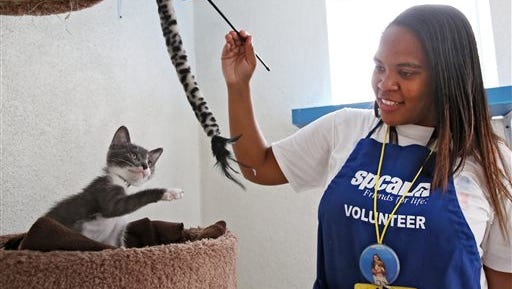 Jourdan Giron, of Lawndale, Calif., a shelter volunteer at the Los Angeles SPCA adoption center, plays with a kitten at the center. Giron, who turns 21 this month, is new to the volunteer corps. She signed up in February for eight hours a month, said services manager Elise Thompson. But she's put in more than 325 volunteer hours _ well over the 64 promised. "I'm just happy being here and I don't want to leave," Giron said.