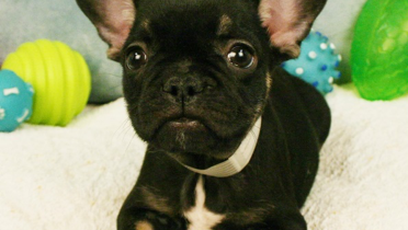 arrowhead puppy store