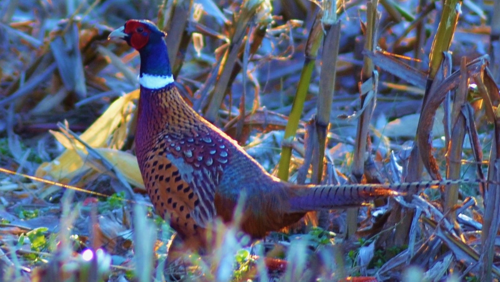 Wild pheasants settle on Mercersburg farm