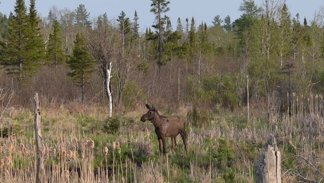 A moose walks in a wetland area along U.S. 41 near Humboldt in Marquette County in May.