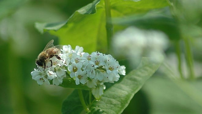 The loss of pollinators such as bees has emerged as a major environmental cause in recent years.