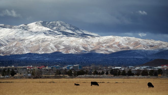This Dec. 25, 2014, file photo shows cattle grazing with a view of the fresh snow on Peavine Peak on Christmas morning in Reno, Nev. Nevada Gov. Brian Sandoval is urging the Bureau of Land Management to reconsider livestock grazing restrictions in northeast Nevada that he says may be unwarranted given a wet winter that has drought conditions on the mend. (Jason Bean/Reno Gazette Journal via AP, file) NO SALES; NEVADA APPEAL OUT; SOUTH RENO WEEKLY OUT; MANDATORY CREDIT