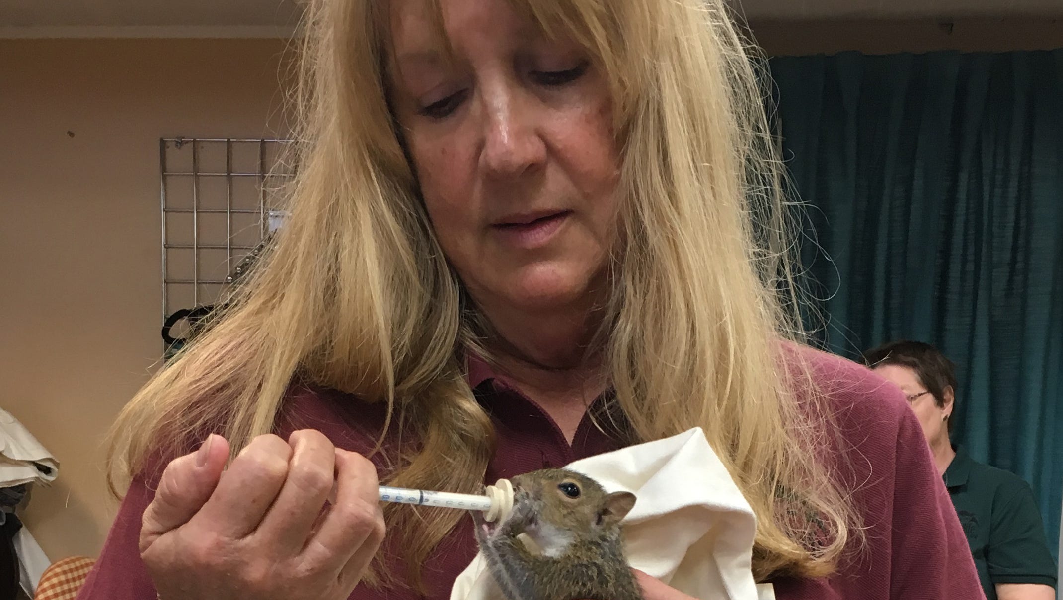 Don T Be Too Quick To Rescue Baby Squirrels