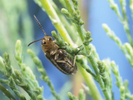 The tamarisk leaf beetle was not native to the Southwest,