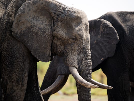 ZIMBABWE-PARK-HWANGE-FEATURE