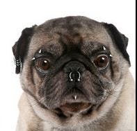 dogs with pierced ears