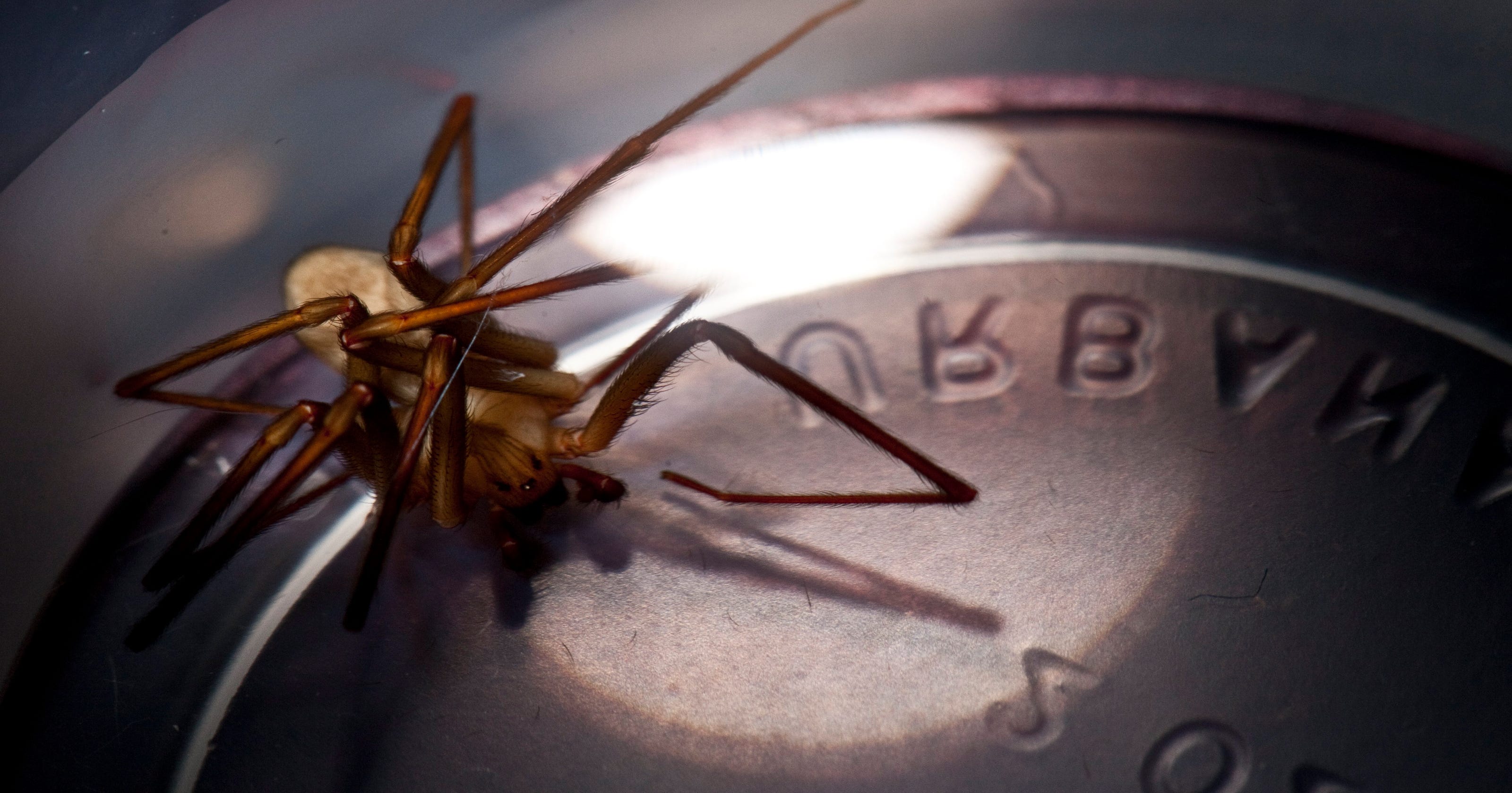 Venomous Brown Recluse Spider May Be In Michigan To Stay
