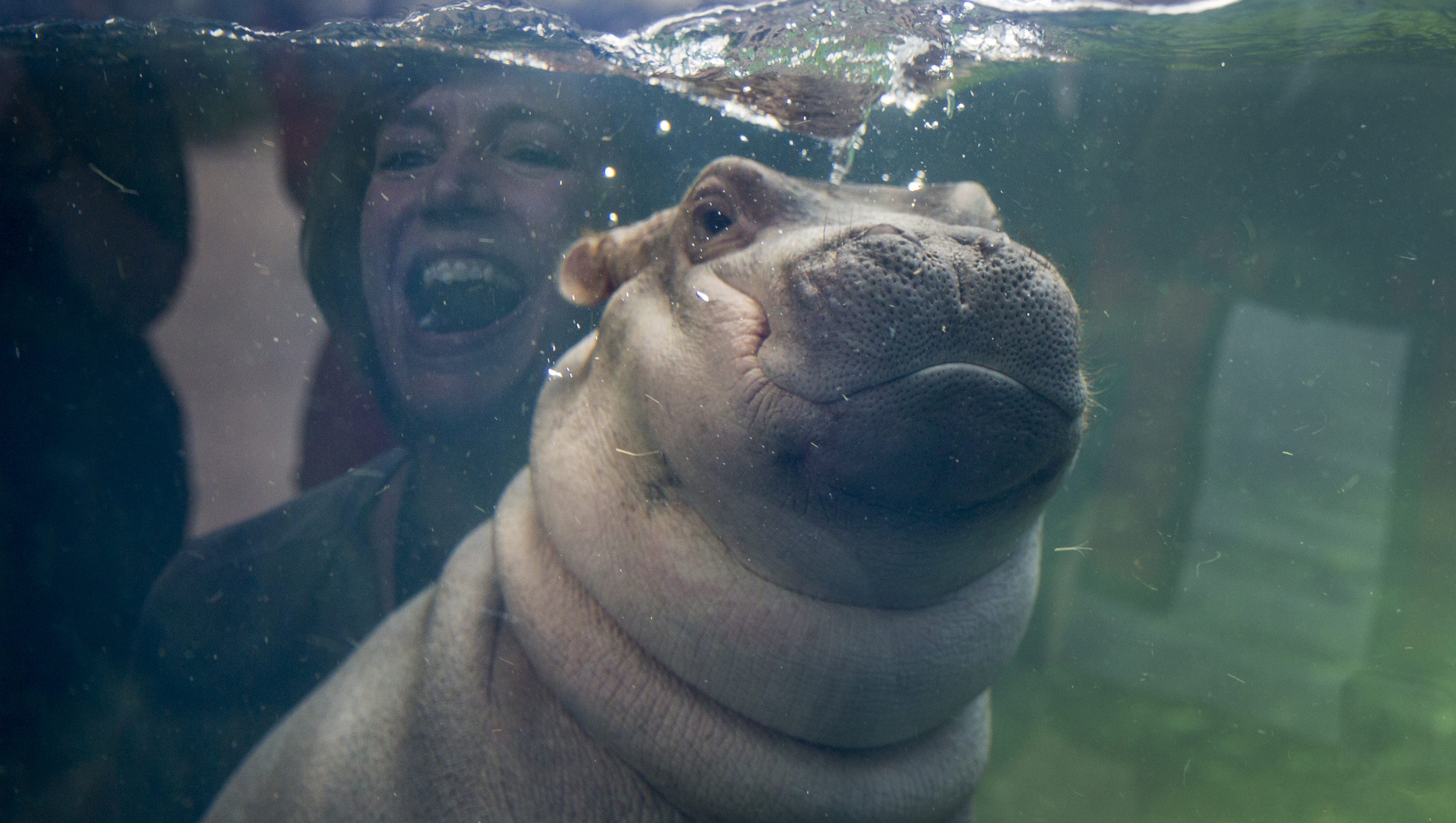 Fiona the hippo photobombs proposal at Cincinnati zoo Fiona the hippo photobombs proposal at Cincinnati zoo