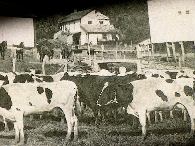 The Hefty dairy barn and lots of cows in 1890. Note
