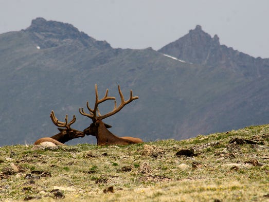 Every autumn, elk descend from the high country to