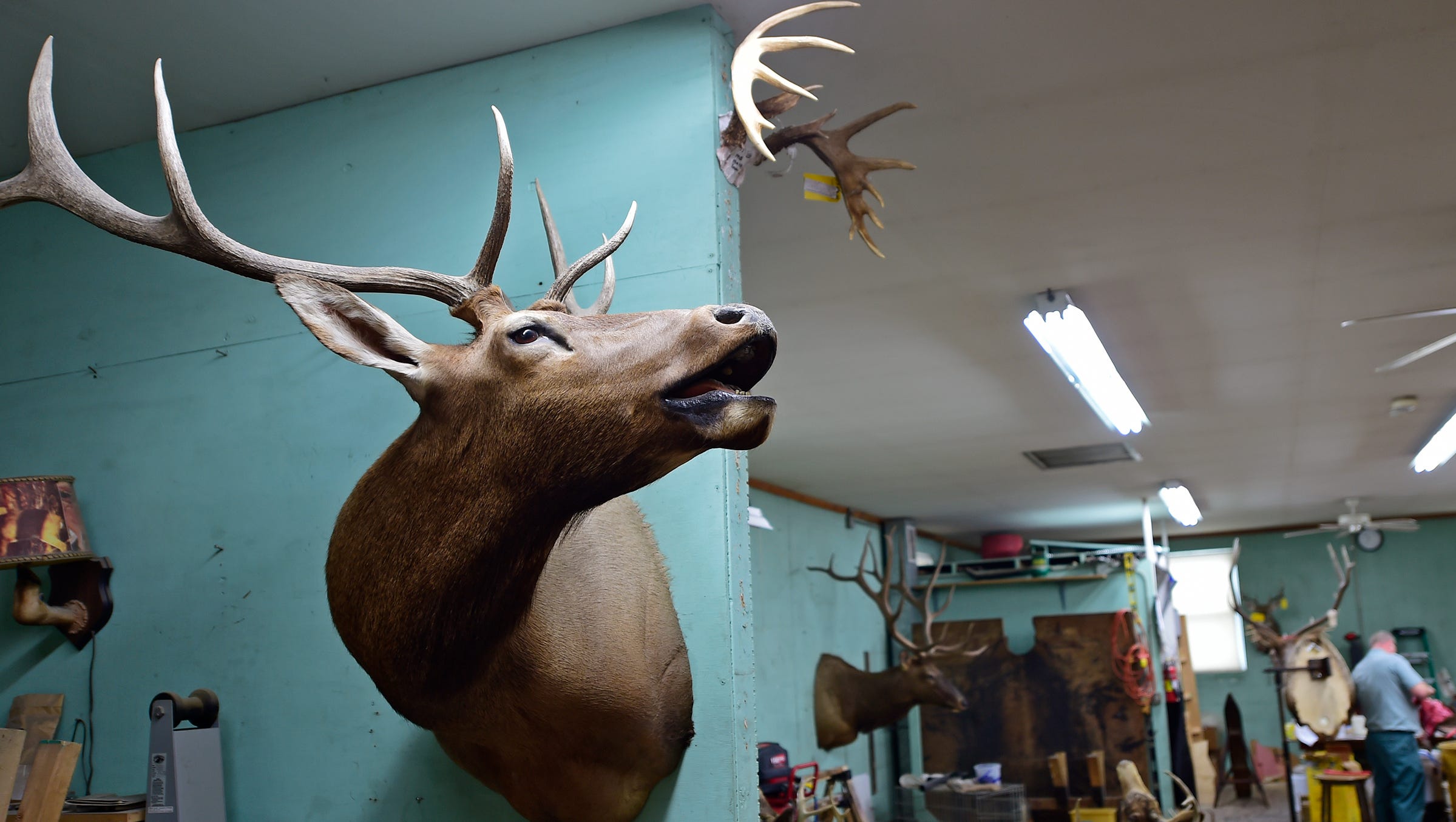 Cwd In Deer Pa Taxidermists Butchers Worry It Will Hurt Business